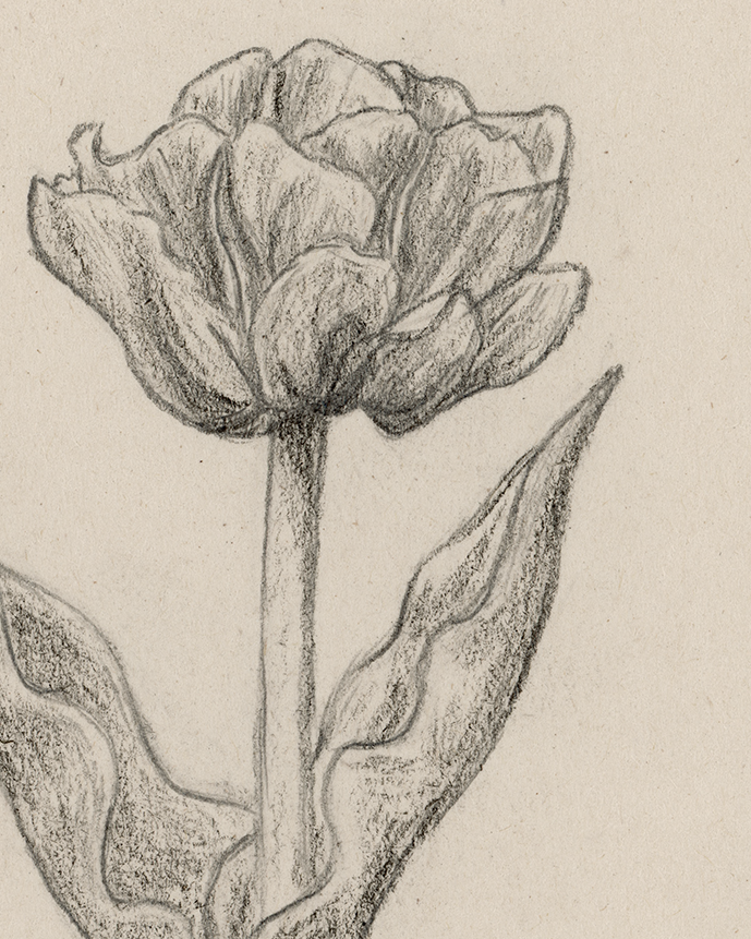 "Aveyron Tulip" Print