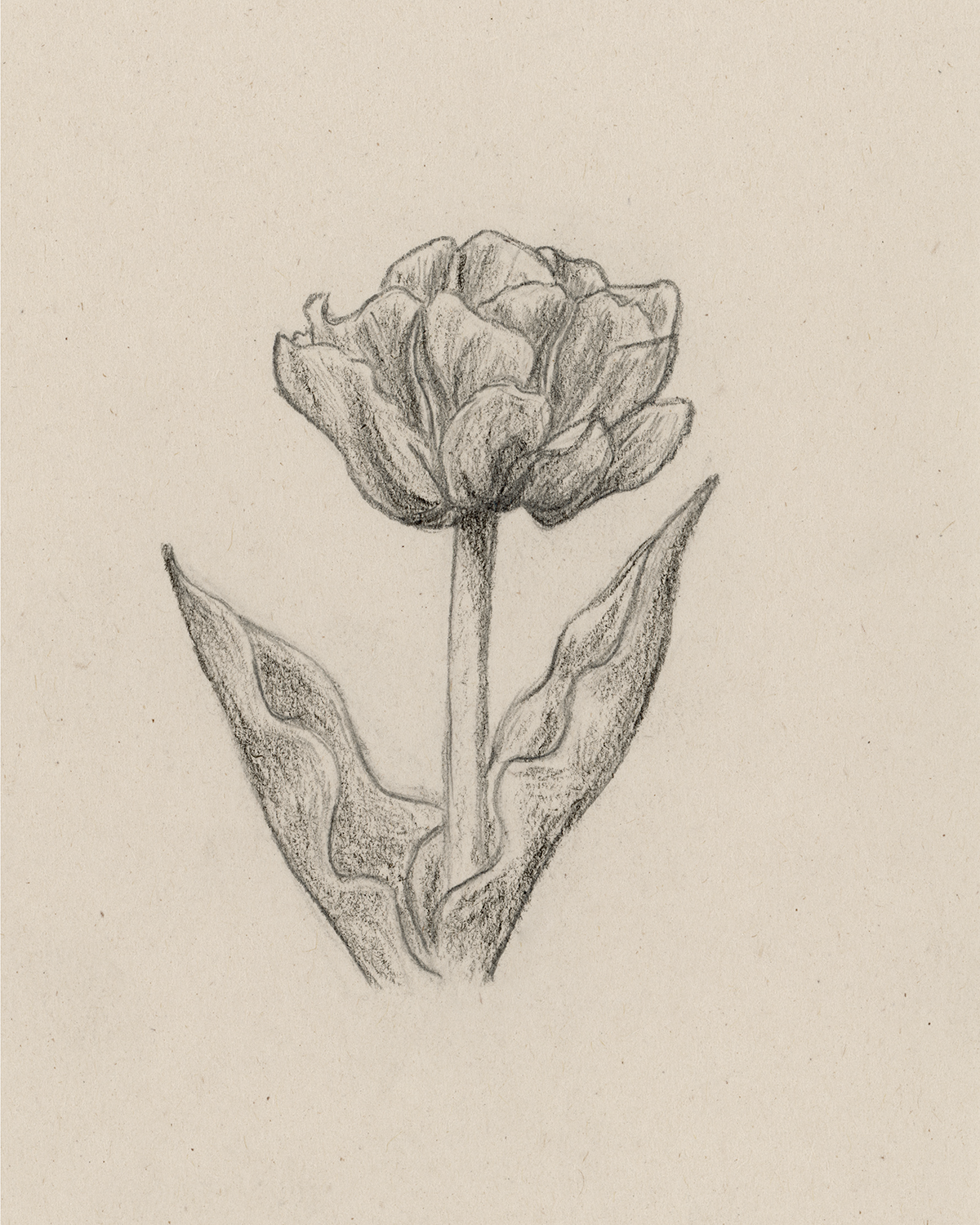 "Aveyron Tulip" Print