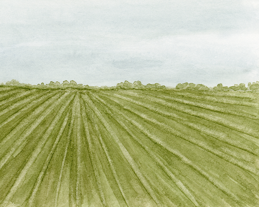 "Green Rows" Print