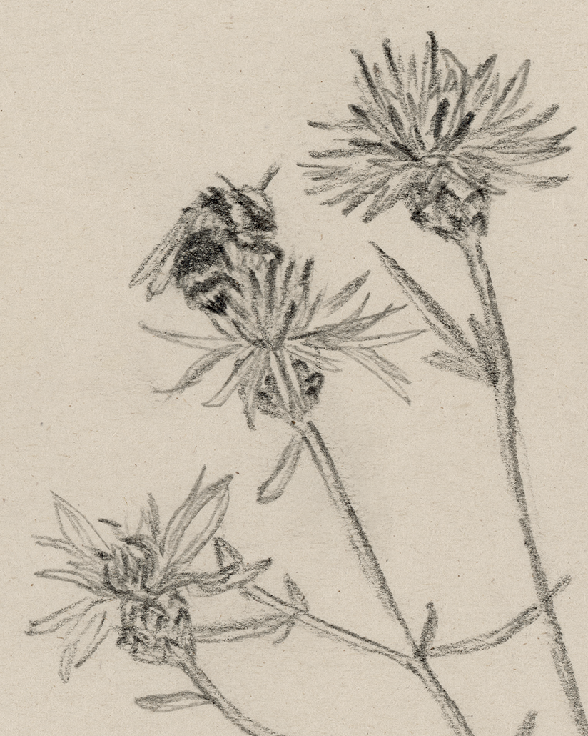 "Knapweed & Bee" Print