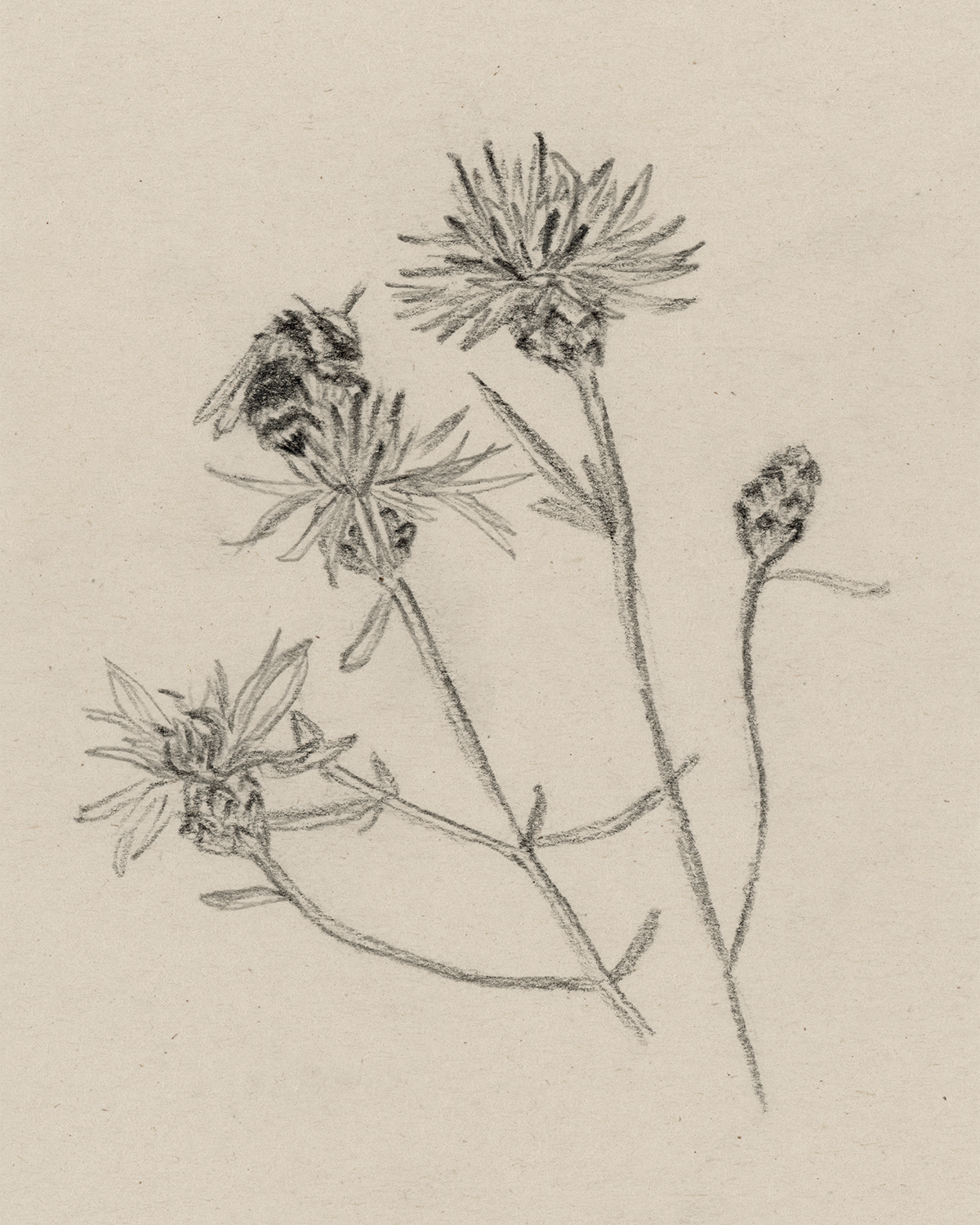 "Knapweed & Bee" Print