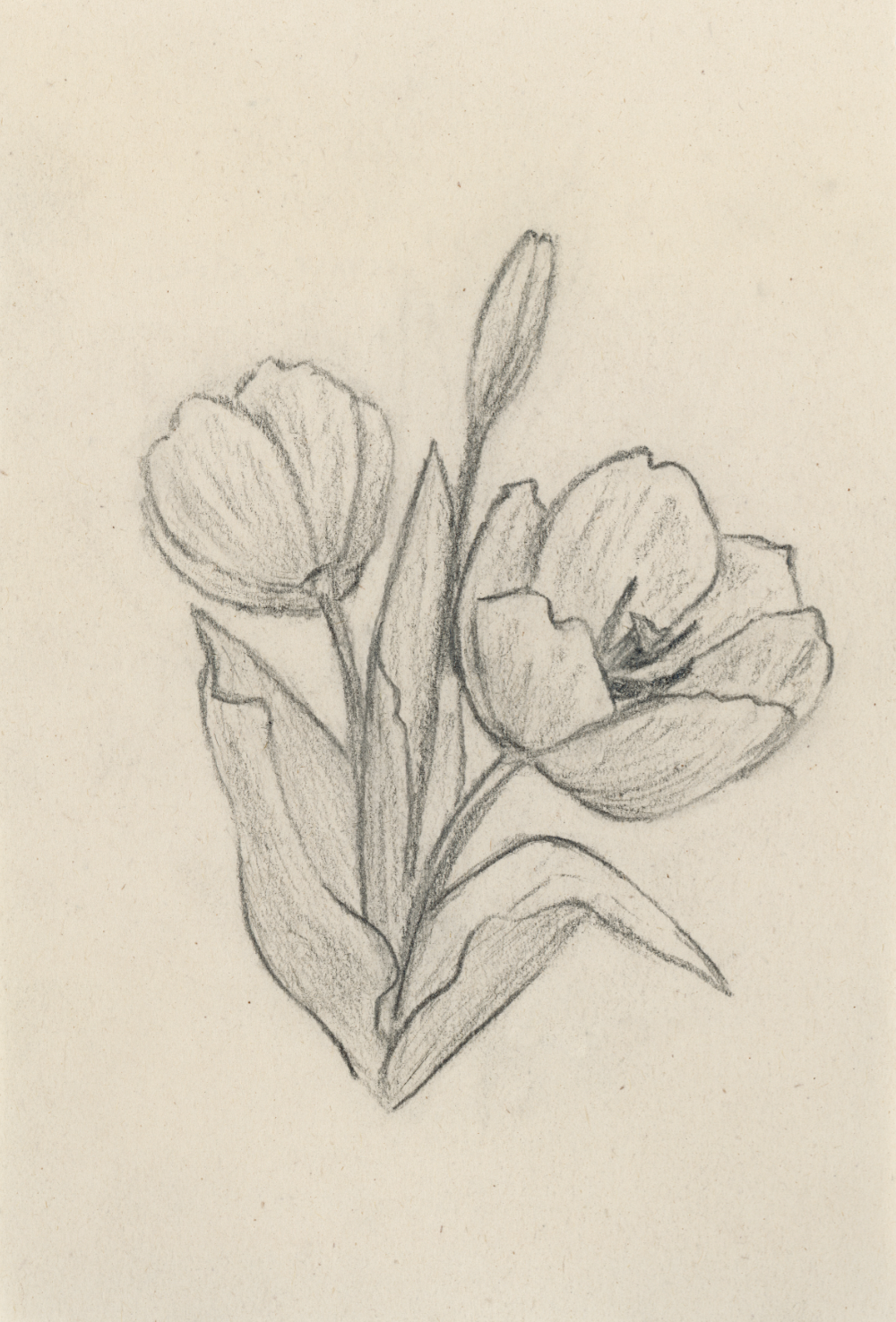 "Tulips no. 3" Print