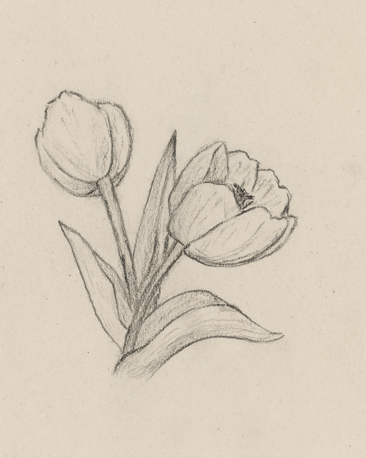 "Tulips no. 2" Print