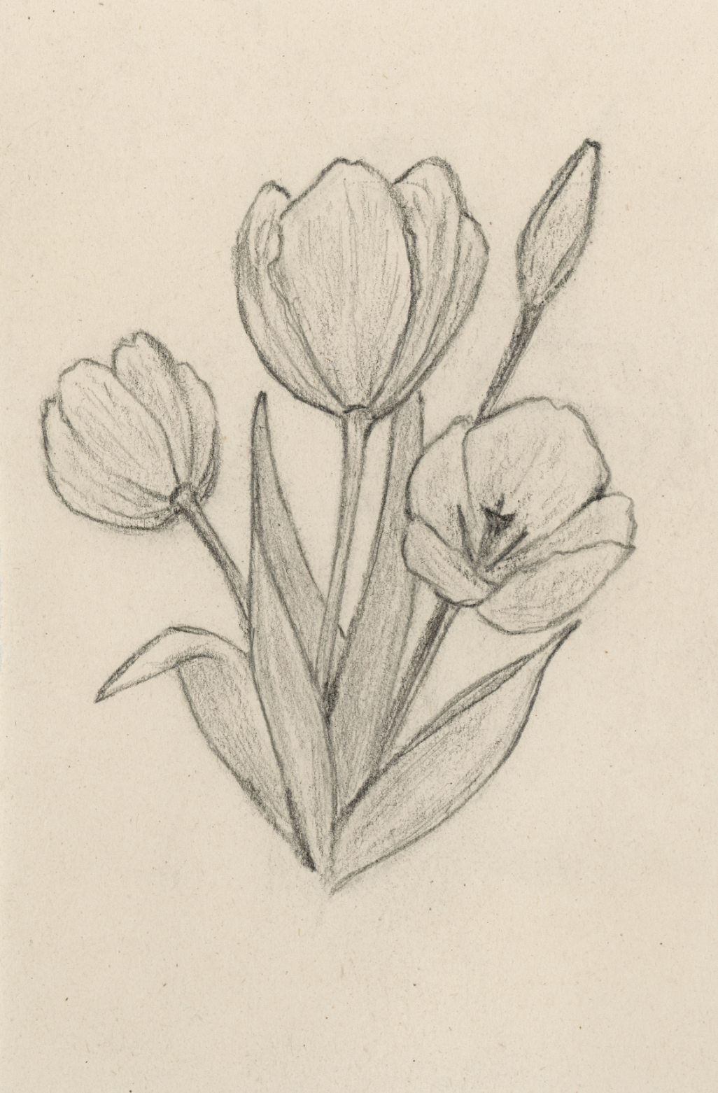 "Tulips no. 4" Print